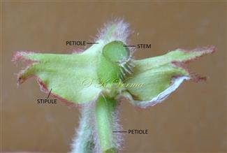  Stipules